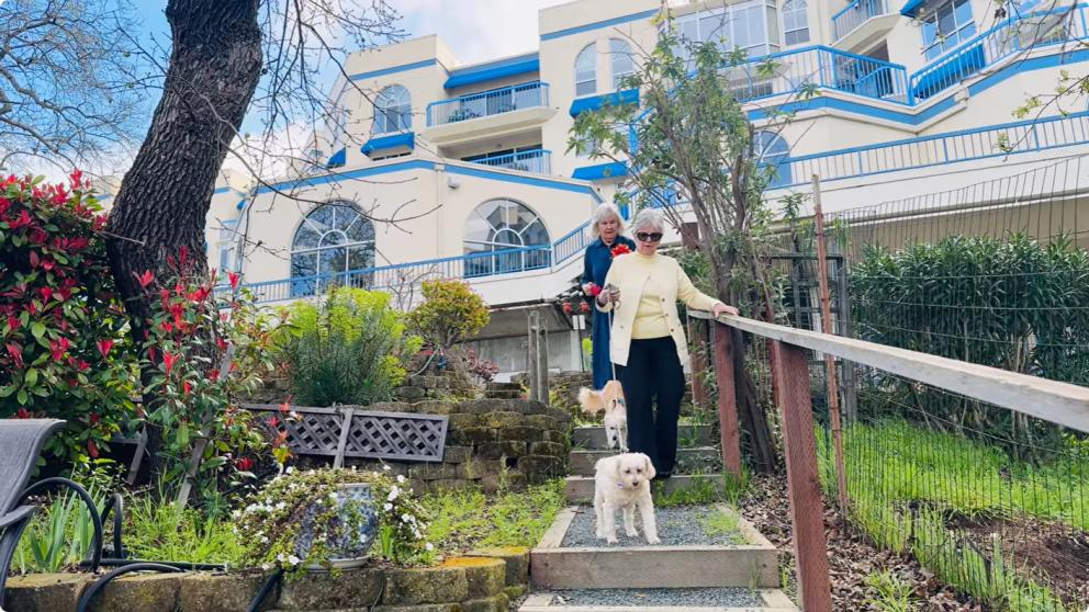 Doggie Steps