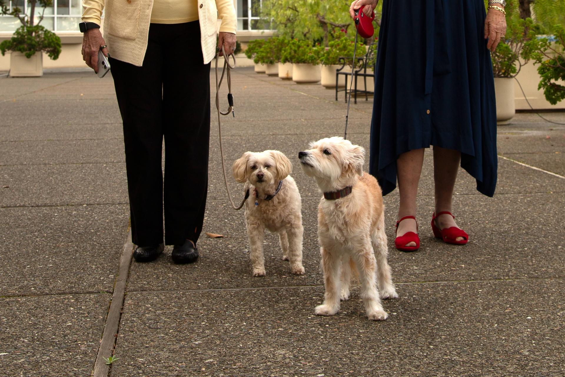 Two dogs with couple on walk